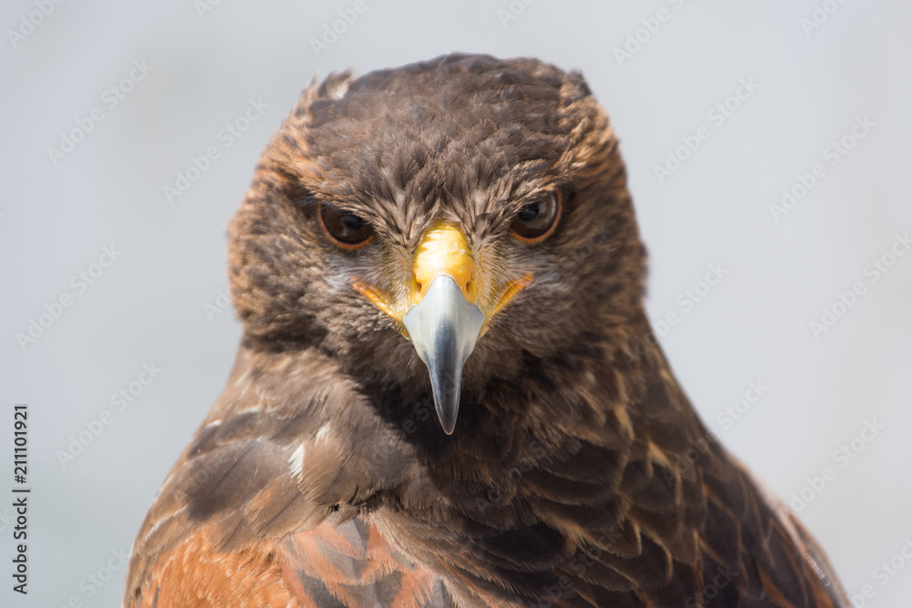 Obraz premium Stare of the Hawk