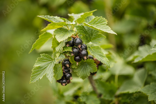 fresh ripe Blackcurrant Ribes nigrum