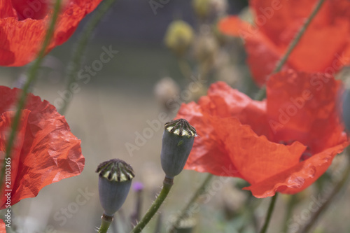 Fototapeta Naklejka Na Ścianę i Meble -  Poppies In A Garden With Blue Sky