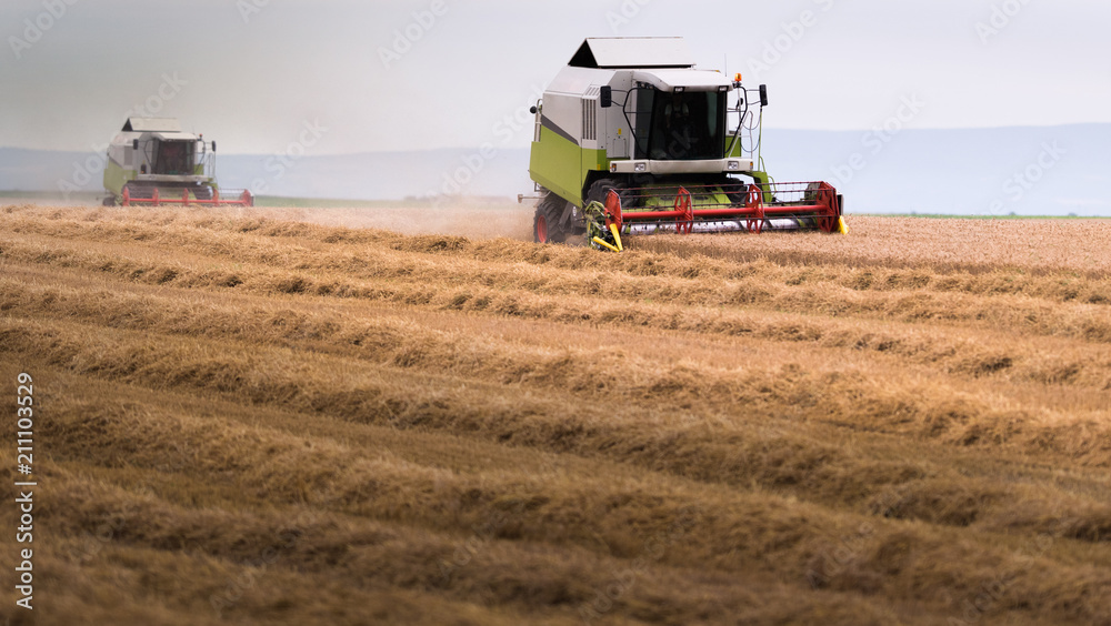 Fototapeta premium Harvesting of wheat field with combine