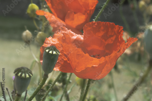 Fototapeta Naklejka Na Ścianę i Meble -  Poppies In A Garden With Blue Sky