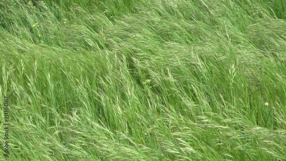Wind and green grass at summer background, 4k Wind and green grass at summer background, 4k