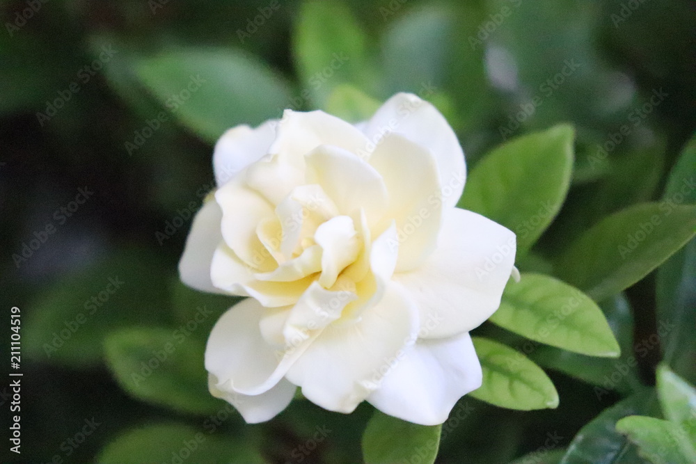 Fototapeta premium gardenia