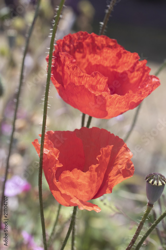 Fototapeta Naklejka Na Ścianę i Meble -  Poppies In A Garden With Blue Sky