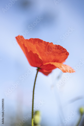 Fototapeta Naklejka Na Ścianę i Meble -  Poppies In A Garden With Blue Sky