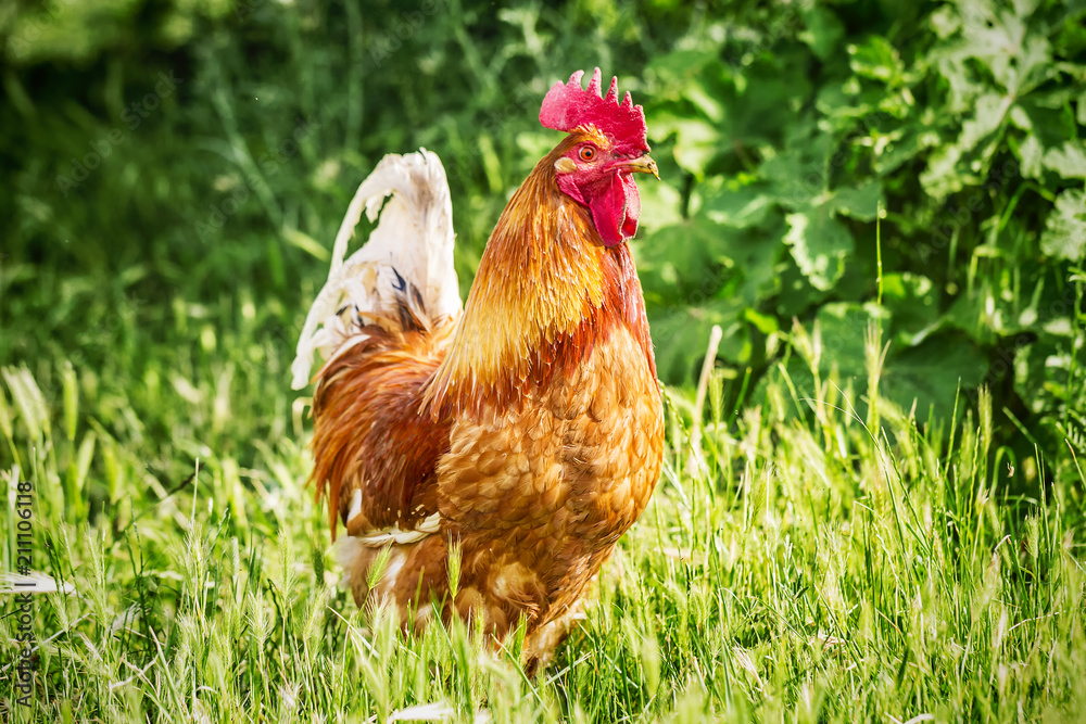 Fototapeta premium Big red rooster on a free-range farm