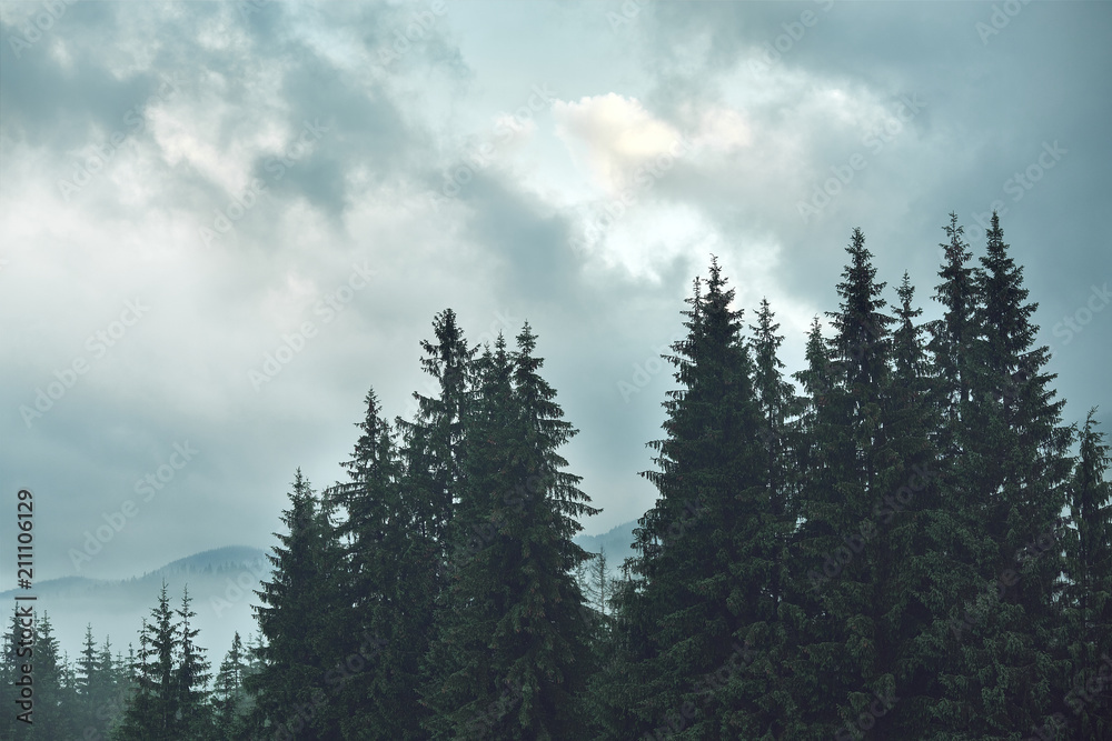 Magic misty forest in the morning Magic misty forest in the morning