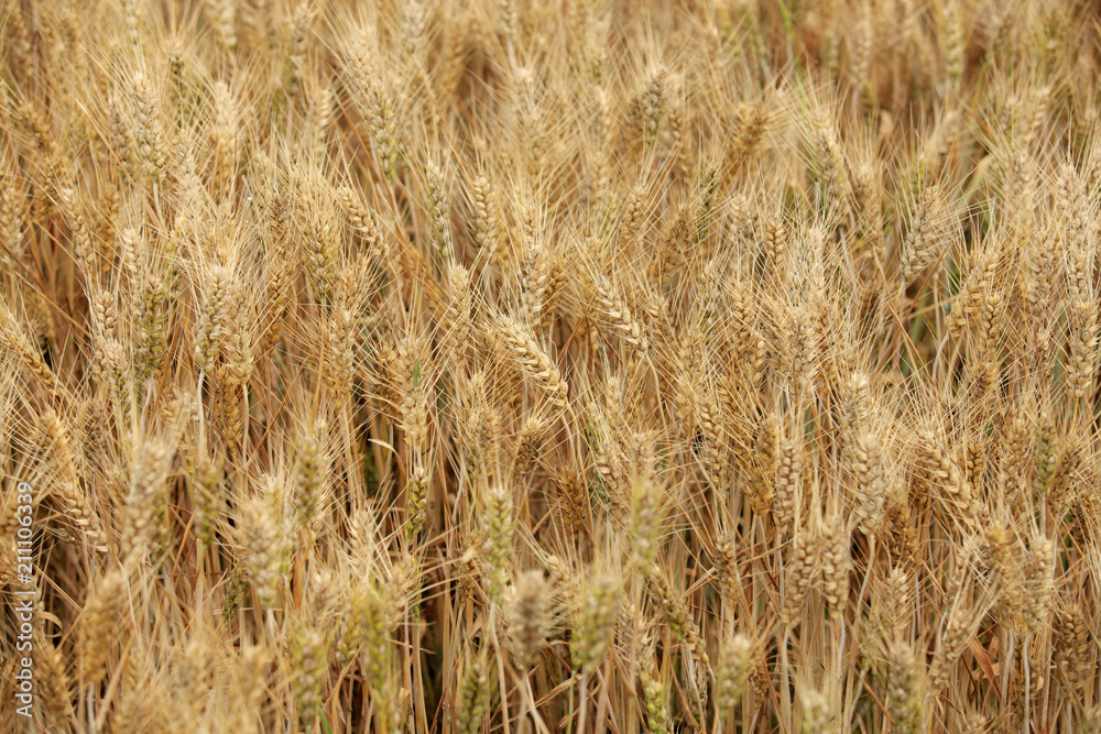 Fototapeta premium wheat mature