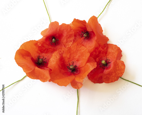Fototapeta Naklejka Na Ścianę i Meble -  Poppies on A White Background
