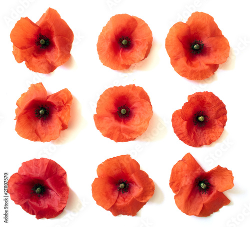 Fototapeta Naklejka Na Ścianę i Meble -  Poppies on A White Background