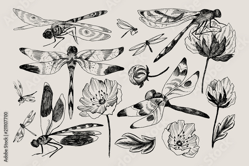 Big set of vector floral elements with black and white hand drawn herbs, wildflowers and dragonfly in sketch style.