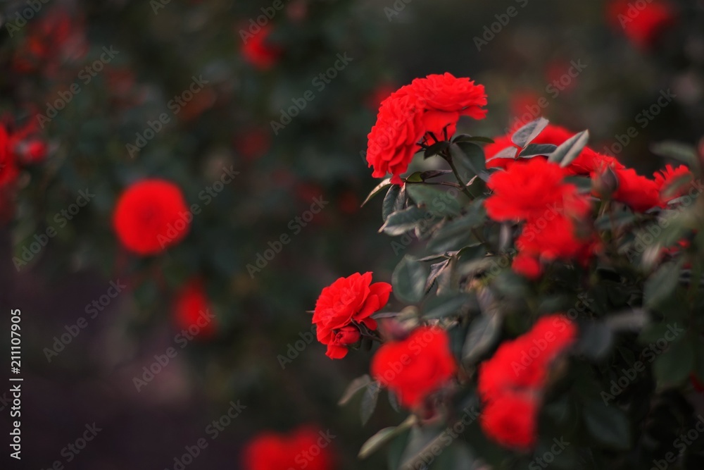 Scarlet roses bush in the garden