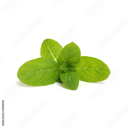 mint leaves isolated on white