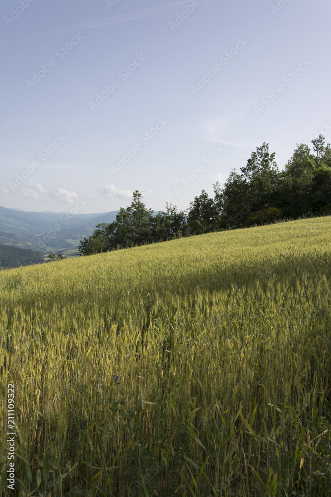 Panorama con grano