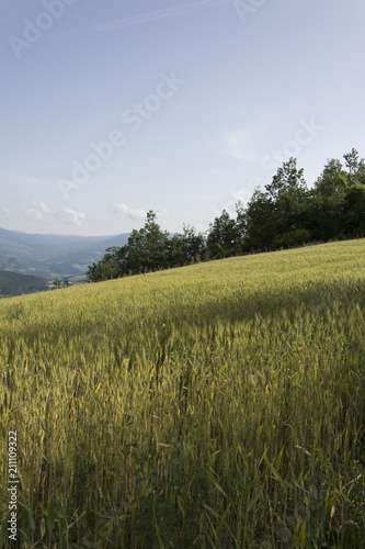 Obraz na płótnie Panorama con grano w salonie