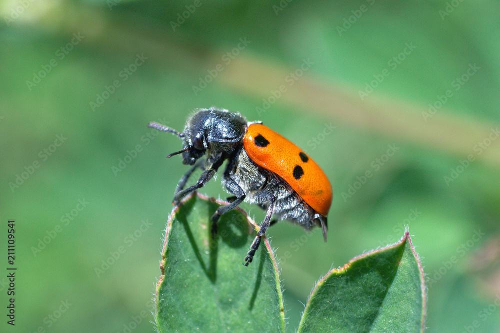 Beetle Beetle