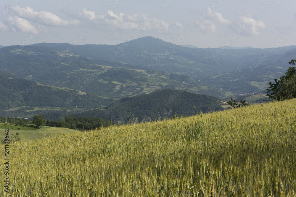 Panorama con grano