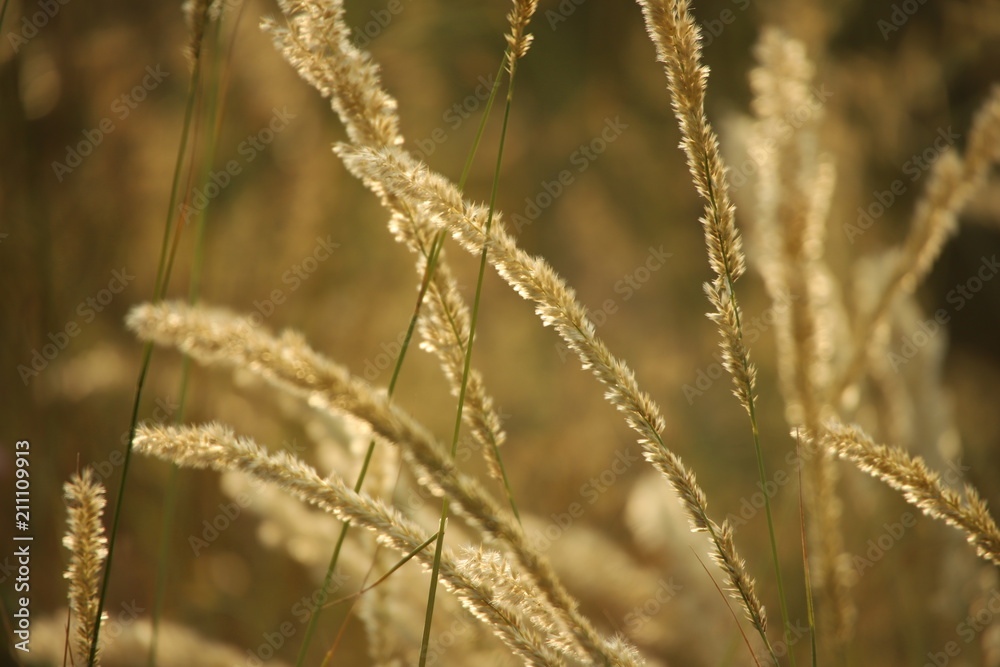 Fototapeta premium nature