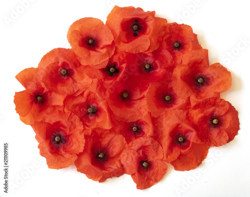 Fototapeta Naklejka Na Ścianę i Meble -  Poppies on A White Background