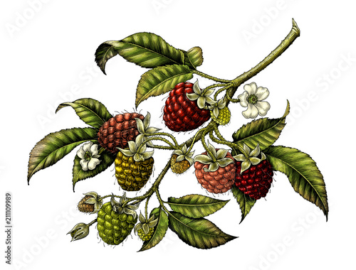 Raspberry branch botanical vintage illustration clip art isolated on white background