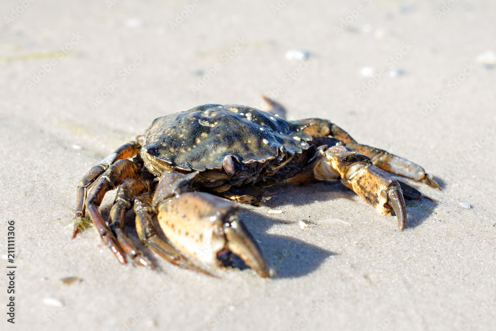 Sea crab on the shore.