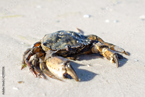 Sea crab on the shore.