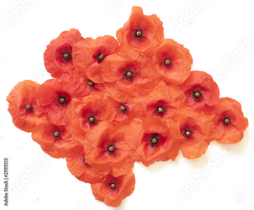Fototapeta Naklejka Na Ścianę i Meble -  Poppies on A White Background