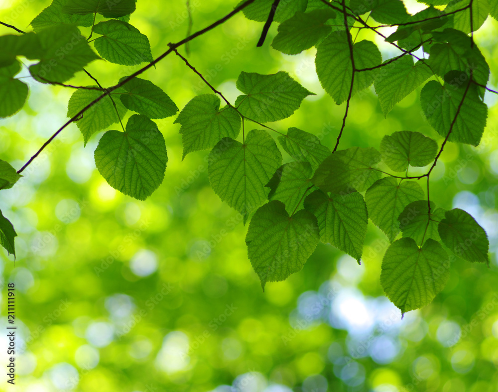 Green leaves background Green leaves background