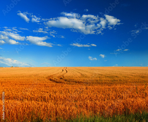 Wheat field against a blue sky