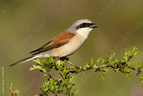 Male of Red-backed shrike. Lanius collurio photo