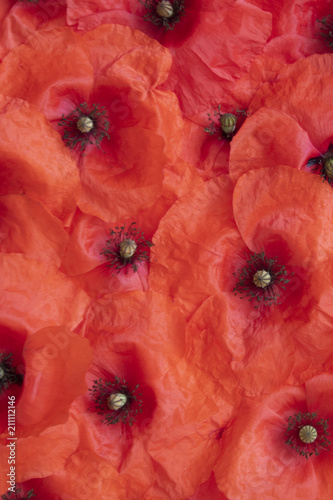 Fototapeta Naklejka Na Ścianę i Meble -  Red Poppies on A Black Background
