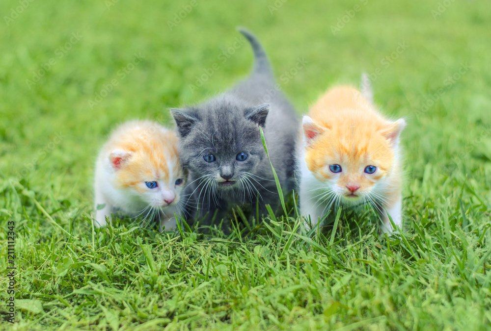 Three cute little kittens walking on a green grass