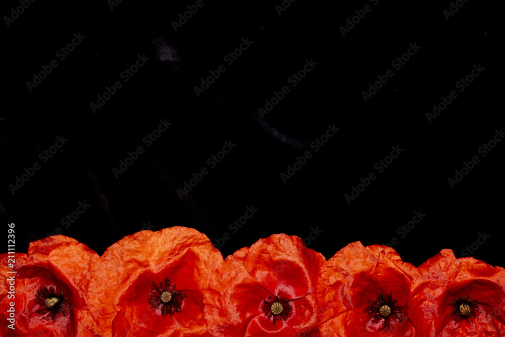Fototapeta premium Poppies in a Straight Line