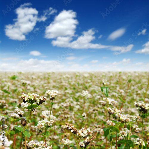 buckwheat field on sky