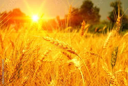 Wheat field on sun.