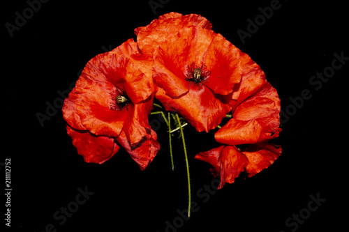 Fototapeta Naklejka Na Ścianę i Meble -  Close Up Of Red Poppy