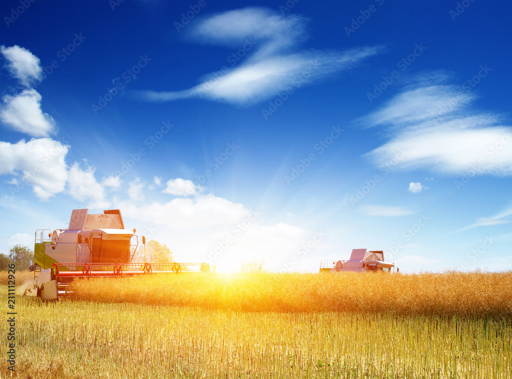 Fototapeta premium Combine working in field.