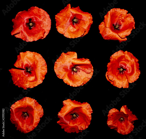 Fototapeta Naklejka Na Ścianę i Meble -  Red Poppies on A Black Background