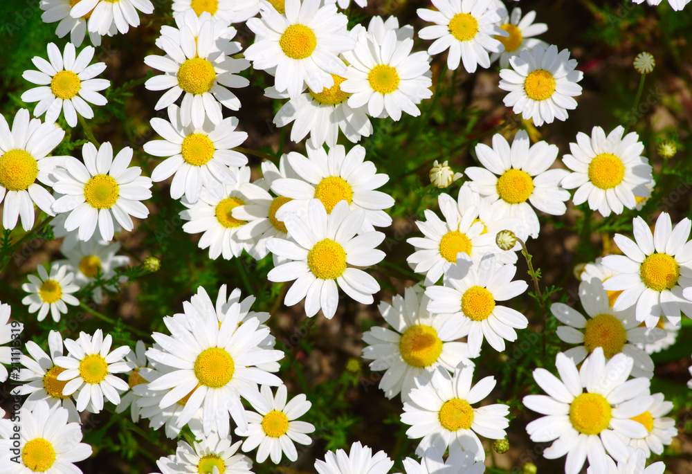 White daisy on field White daisy on field