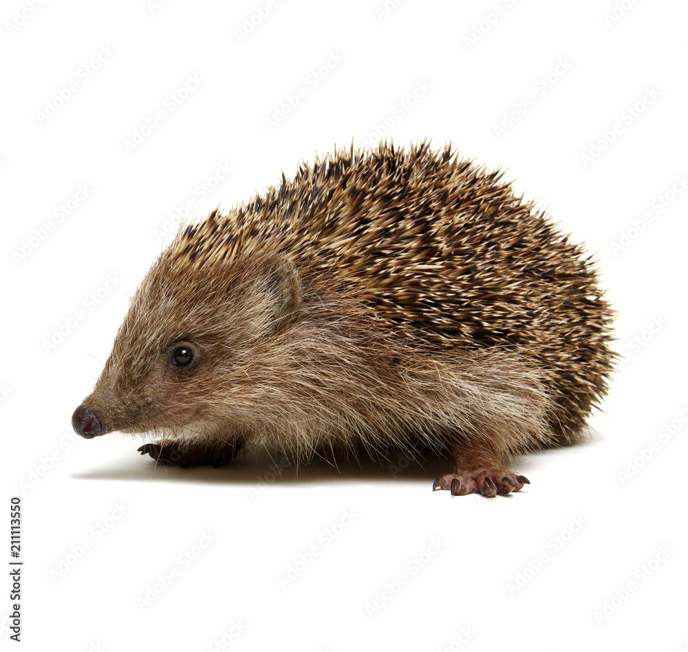 Hedgehog isolated on white Hedgehog isolated on white