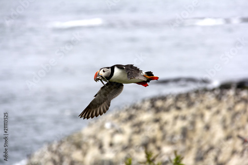 vliegende papegaaiduiker photo