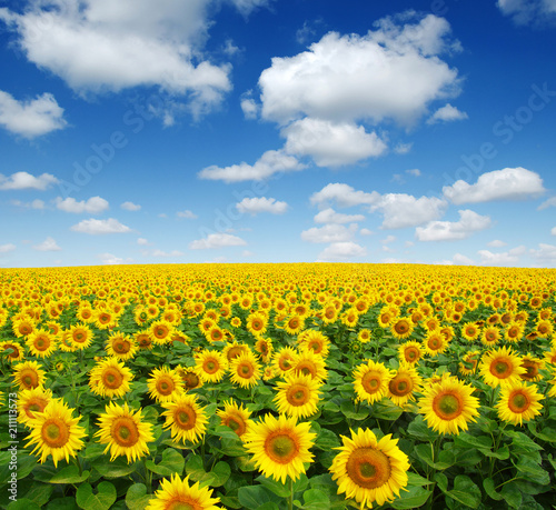 Fototapeta Naklejka Na Ścianę i Meble -  sunflowers field on sky