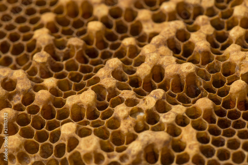 beecomb texture close up - the detail - brood comb drone