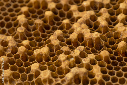 Foto beecomb texture close up - the detail - brood comb drone