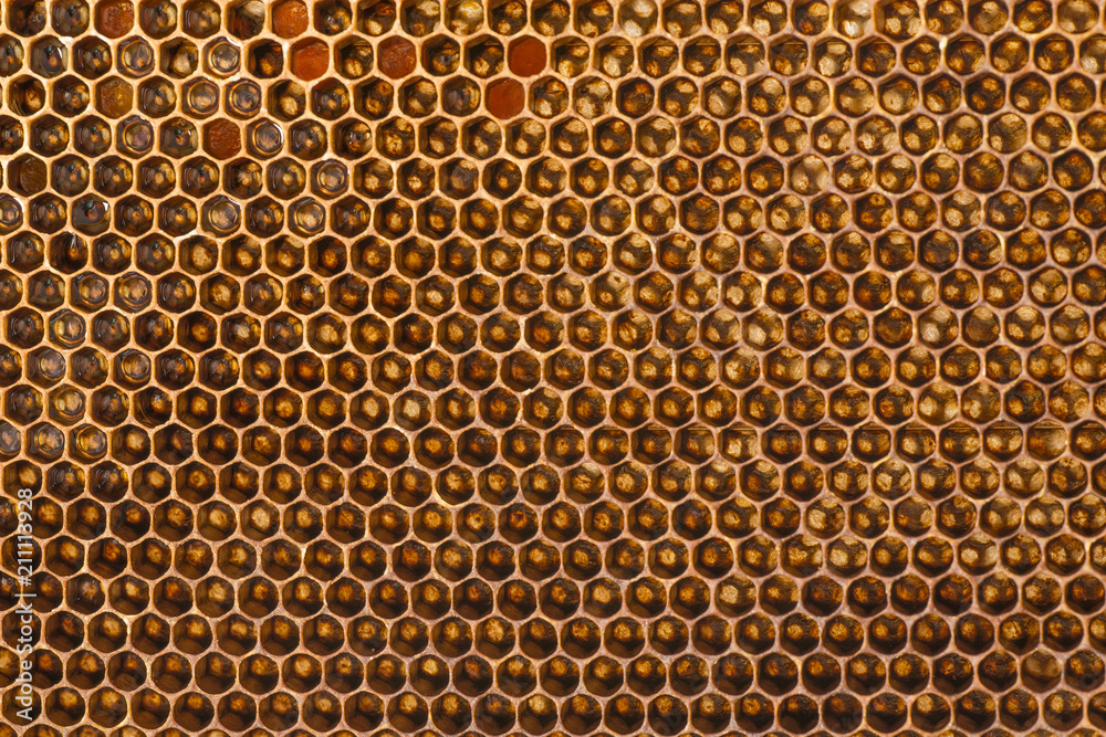 beecomb texture close up - the detail - honey comb beecomb texture close up - the detail - honey comb