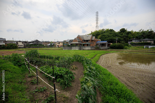 Green crops on small farm in Japanese neighborhood photo