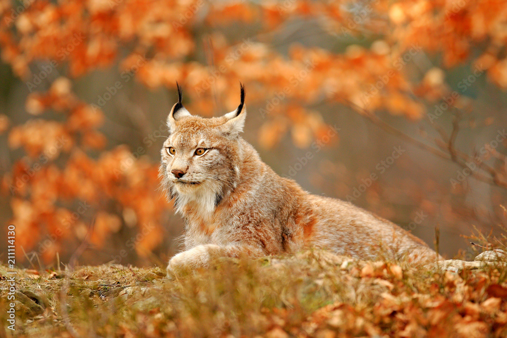 Naklejka premium Lynx in orange autumn forest. Wildlife scene from nature. Cute fur Eurasian lynx, animal in habitat. Wild cat from Germany. Wild Bobcat between the tree leaves. Close-up detail portrait.
