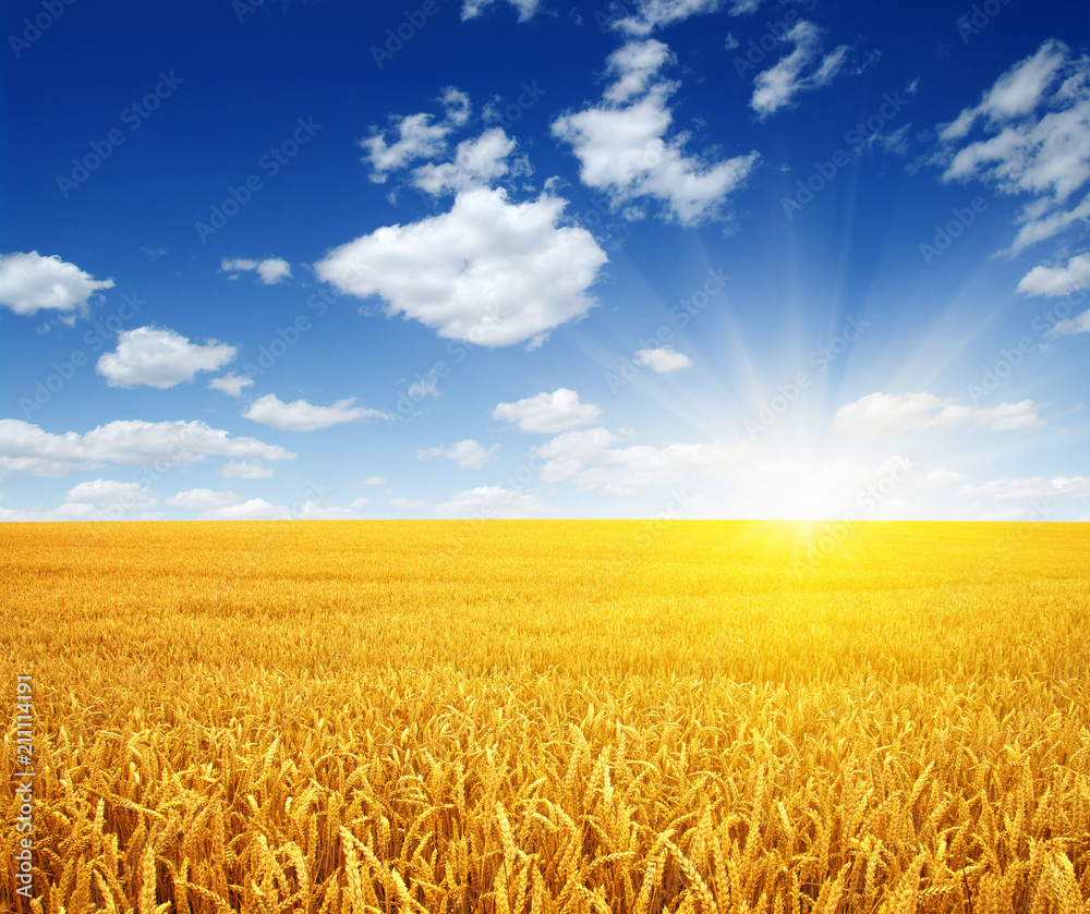 Fototapeta premium Wheat field and sun