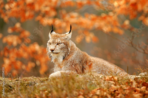 Lynx in orange autumn forest. Wildlife scene from nature. Cute fur Eurasian lynx, animal in habitat. Wild cat from Germany. Wild Bobcat between the tree leaves. Close-up detail portrait.