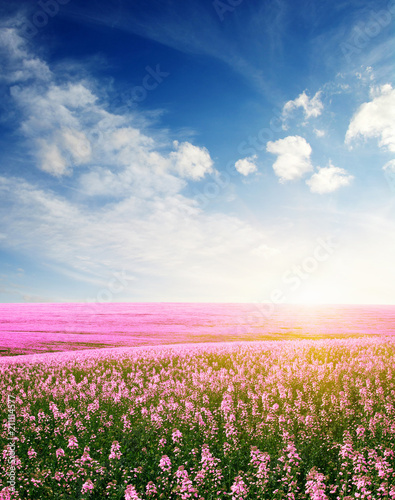 Spring flower field